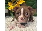 Boston Terrier Puppy for sale in Martinsville, IN, USA