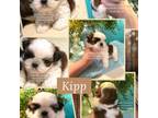 Little Kipp **