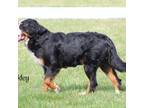 Bernese Mountain Dog Puppy for sale in Logansport, IN, USA