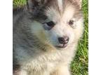 Alaskan Malamute Puppy for sale in Stillwater, OK, USA