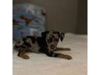 Miniature Pinscher Puppy for sale in Ocala, FL, USA