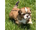 Shih Tzu Puppy for sale in Silex, MO, USA