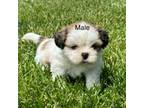 Shih Tzu Puppy for sale in Silex, MO, USA