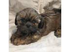 Shih Tzu Puppy for sale in Willow Spring, NC, USA