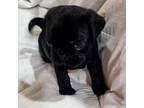 Pug Puppy for sale in Winston Salem, NC, USA