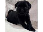 Pug Puppy for sale in Winston Salem, NC, USA