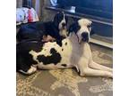 Great Dane Puppy for sale in Fellsmere, FL, USA