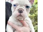 French Bulldog Puppy for sale in Inverness, FL, USA