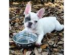 French Bulldog Puppy for sale in Inverness, FL, USA