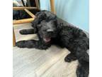 Goldendoodle Puppy for sale in Monroe, GA, USA