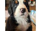 Bernese Mountain Dog Puppy for sale in Union, KY, USA