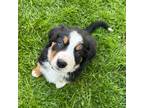 Bernese Mountain Dog Puppy for sale in Union, KY, USA