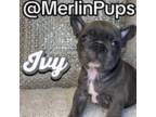 French Bulldog Puppy for sale in Port Saint Lucie, FL, USA