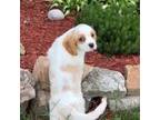 Cavachon Puppy for sale in Hartville, MO, USA