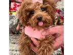 Poodle (Toy) Puppy for sale in Philadelphia, PA, USA