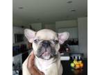 French Bulldog Puppy for sale in Forney, TX, USA