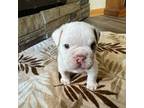 Bulldog Puppy for sale in Cheyenne, WY, USA