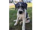 Adopt Buck a White Schnauzer (Standard) dog in Berkeley Heights, NJ (38967188)