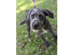 Adopt Bingo a Black Schnauzer (Standard) dog in Berkeley Heights, NJ (38967185)