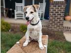 Adopt Swift a White - with Tan, Yellow or Fawn Beagle / Hound (Unknown Type) dog