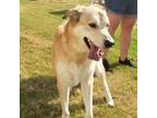 Adopt LATTE a Golden Retriever / Mixed dog in Little Rock, AR (38858381)