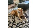 Adopt Liala a Tan/Yellow/Fawn - with White Labrador Retriever dog in Plymouth