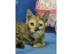 Adopt Layla a Domestic Shorthair / Mixed (short coat) cat in Roanoke
