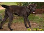Adopt Mia Marlo a Labrador Retriever / Mixed Breed (Medium) / Mixed dog in