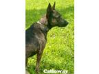 Adopt Calloway-Adoption Fee Grant Eligible! a German Shepherd Dog / Mixed dog in