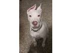 Adopt Angel (In Foster) a American Pit Bull Terrier / Mixed dog in New Orleans
