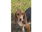 Adopt Wayne a Beagle / Mixed dog in Peoria, IL (38734760)