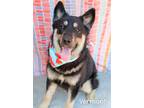 Adopt Vermont a Shepherd (Unknown Type) / Husky / Mixed dog in Gautier