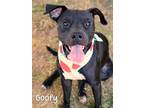 Adopt Goofy a American Pit Bull Terrier / Mixed dog in Gautier, MS (38920143)