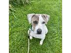 Adopt Hankie a White - with Tan, Yellow or Fawn Mixed Breed (Medium) / Mixed dog