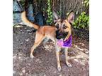 Adopt Hunk a Brown/Chocolate Belgian Malinois / Mixed dog in Austin