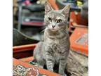 Adopt Tempest a Gray, Blue or Silver Tabby Domestic Mediumhair cat in Knoxville