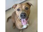 Adopt Carmy a Tan/Yellow/Fawn American Staffordshire Terrier / Mixed dog in