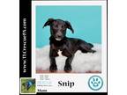 Adopt Snip (Sabrina's pups) 080523 a Black - with White Rat Terrier / Miniature