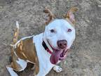 Adopt *MICHAEL a Red/Golden/Orange/Chestnut - with White American Pit Bull