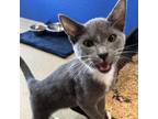 Adopt Greyson a Gray or Blue Domestic Shorthair / Mixed cat in Ridgeland