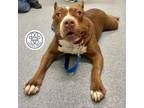 Adopt Kahlani a Brown/Chocolate Mixed Breed (Large) / Mixed dog in Menands