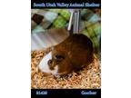 Adopt 81420 Goober a Brown or Chocolate Guinea Pig / Guinea Pig / Mixed small