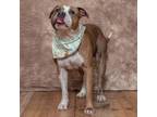 Adopt Meatloaf a Tan/Yellow/Fawn American Pit Bull Terrier / American
