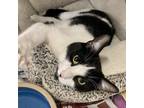 Adopt Rascal a Domestic Shorthair cat in Frankfort, KY (38897846)