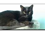 Adopt Lila a All Black American Shorthair / Mixed (short coat) cat in Gwynedd