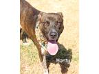 Adopt Monty a Black Mouth Cur / Mixed dog in Gautier, MS (38950969)