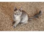 Adopt Zosime a Gray or Blue Domestic Mediumhair (medium coat) cat in Overland