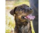 Adopt Heath a Brindle Shepherd (Unknown Type) / Mixed dog in Jefferson City