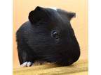 Adopt Mo a Black Guinea Pig / Mixed small animal in Largo, FL (38737136)