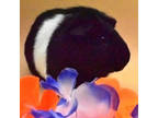 Adopt Curly a Black Guinea Pig / Mixed small animal in Largo, FL (38737137)